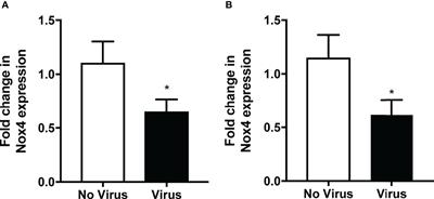 Endothelial NOX4 Oxidase Negatively Regulates Inflammation and Improves Morbidity During Influenza A Virus Lung Infection in Mice